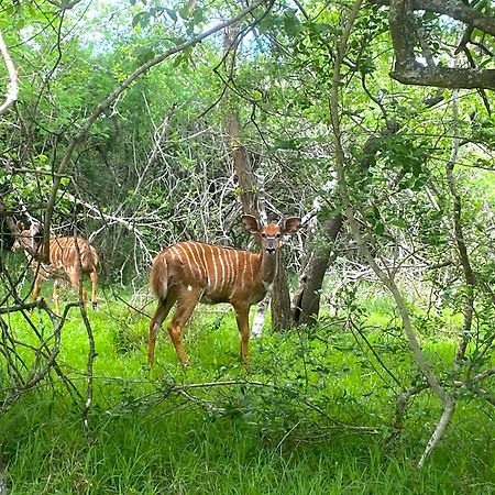 Hideaways Lazuli Bush Lodge, Hluhluwe Εξωτερικό φωτογραφία