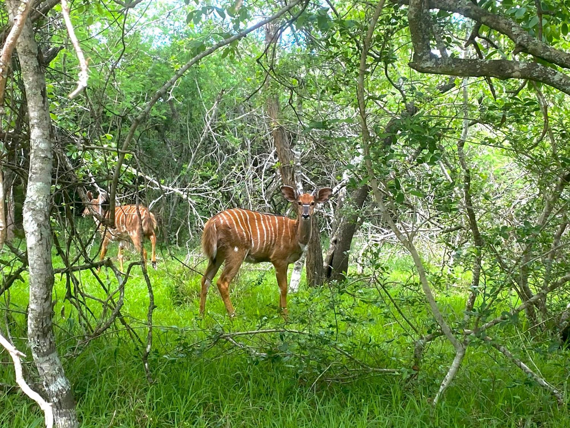 Hideaways Lazuli Bush Lodge, Hluhluwe Εξωτερικό φωτογραφία