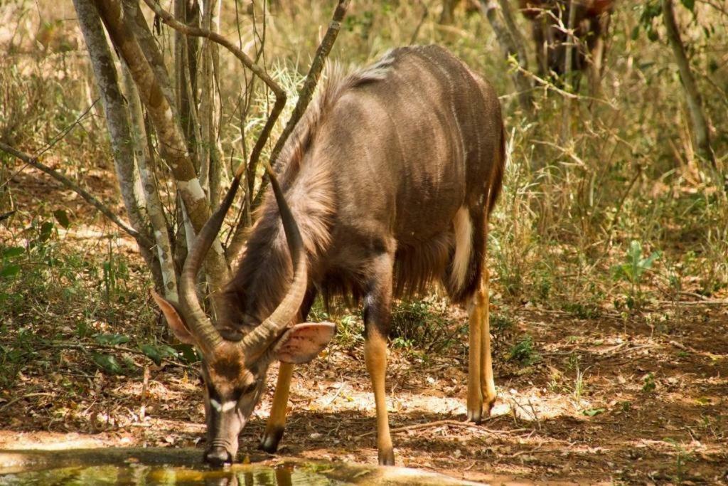 Hideaways Lazuli Bush Lodge, Hluhluwe Εξωτερικό φωτογραφία