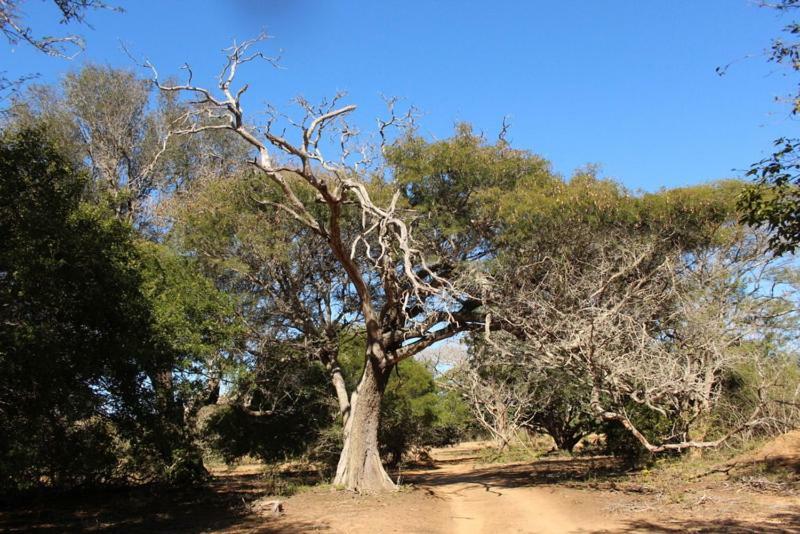 Hideaways Lazuli Bush Lodge, Hluhluwe Εξωτερικό φωτογραφία